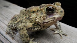 Woodworking for Wildlife