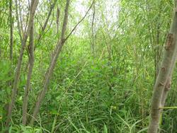 Thick Willow Growth