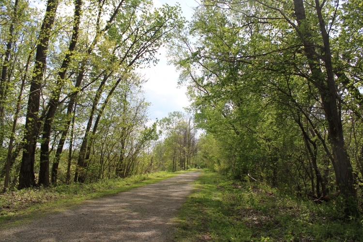 Trail under tree coverage