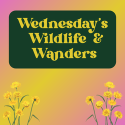 Wednesday's Wildlife & Wanders - Flowers!