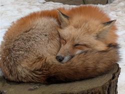 Brown Bag Bunch May - Wild Neighbors in Unexpected Places