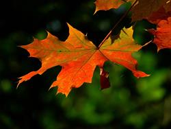 Homeschool Discovery Days - Hidden Colors of Fall – Leaf Chromatograph