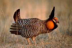 Prairie Chicken Festival