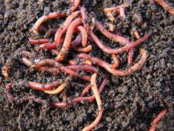Nature Adventures for Homeschoolers - Decomposers