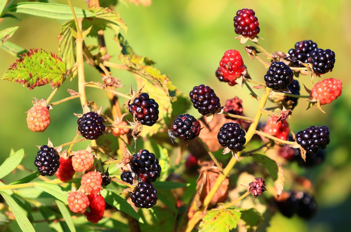 Blackberries at Chipera Prairie