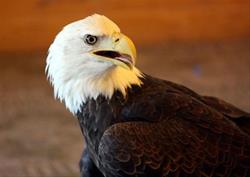 Bald Eagle Watch