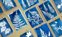 Cyanotype (Sunprinting) Workshop
