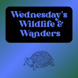 Wednesday's Wildlife & Wanders - Reptiles!