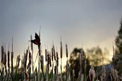 Breakfast with the Birds
