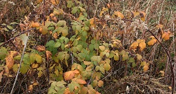 End of Summer Night Hike