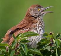 Bird Walk with Wendy, Part 1