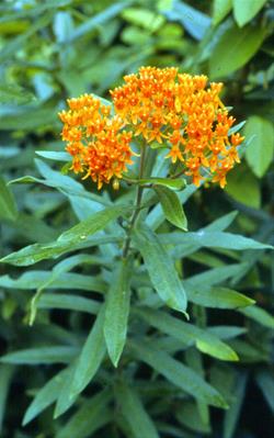 Guided Blooming Prairie Hike