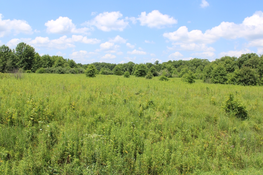 Prairie