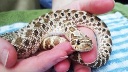 Science for Squirts: Hooray for Hognose