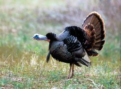 O.W.L.S. "Beyond the Gobble"