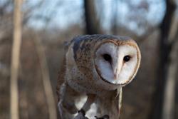 Raptor Advocacy Rehabilitation & Education (RARE) -  See Live Raptors