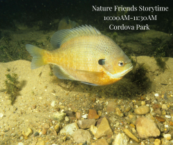 Nature Friends Storytime-Fish