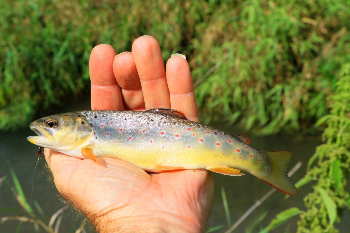 Brown Trout caught at Sindelar Wildlife Access