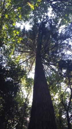 Shinrin Yoku Forest Bathing