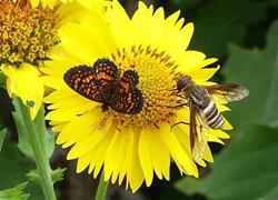 Native Plant Day + Sale