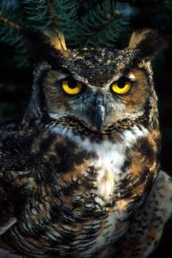 Owls of Dallas County