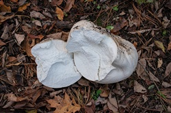Fall Mushroom Foray