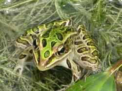 Homeschool Science Lab "Nature Photography"