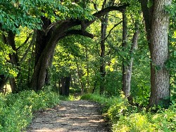 Spring Wildflower Hike