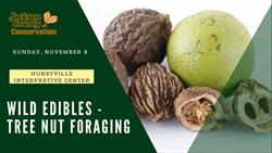 Wild Edibles - Tree Nut Foraging