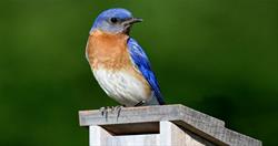 Christmas Bird Count- Cass County IA