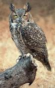 Owl Prowl at Oak Grove