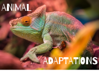 "Animal Adaptations" 3rd-5th Grade Day Camp