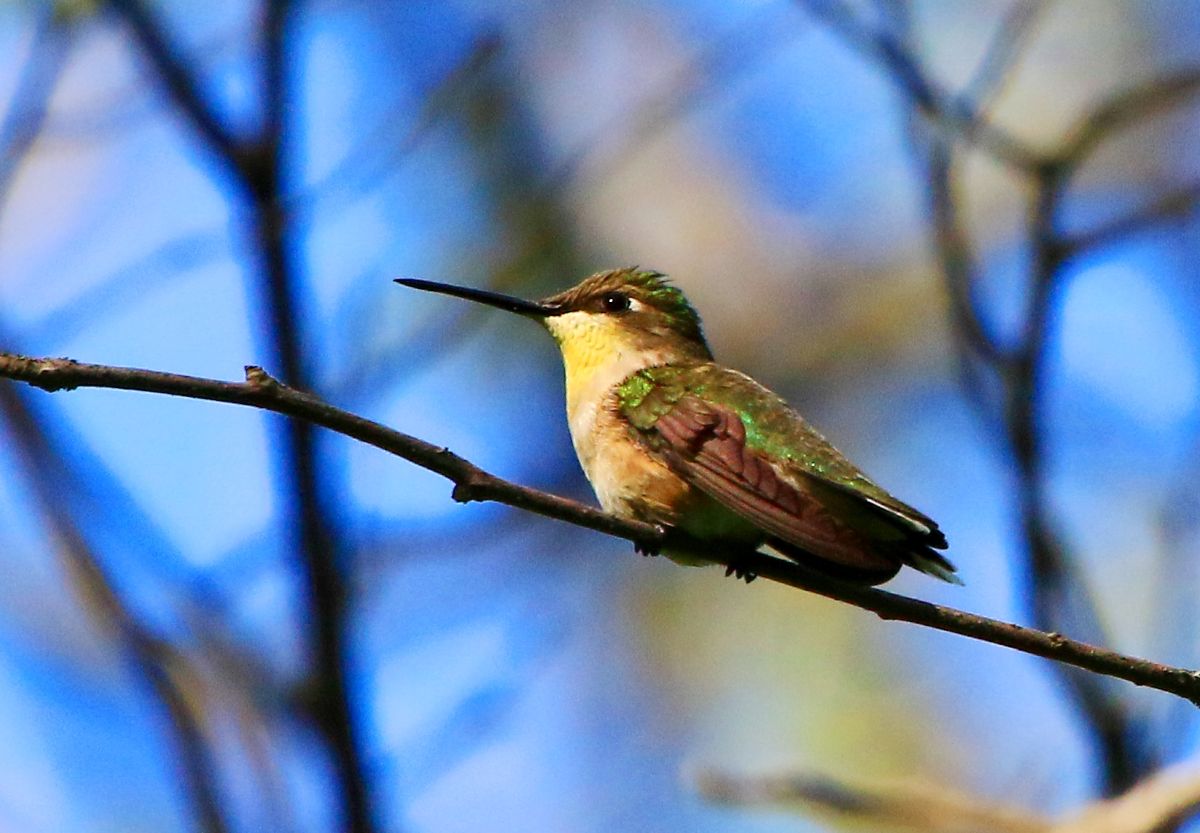 Hummingbird at Bluffton Bluffs