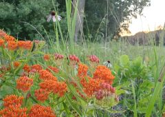 Wildflower Seed Harvesting