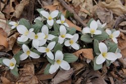 Fireside Yoga Series-Breathe & Blossom