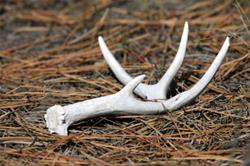 Antler Shed Hunt