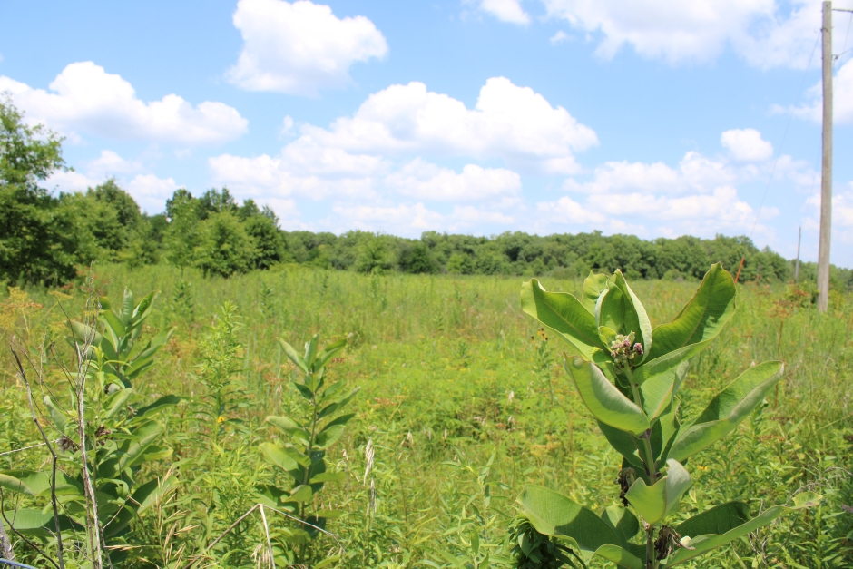 Turkey Run Wildlife Area