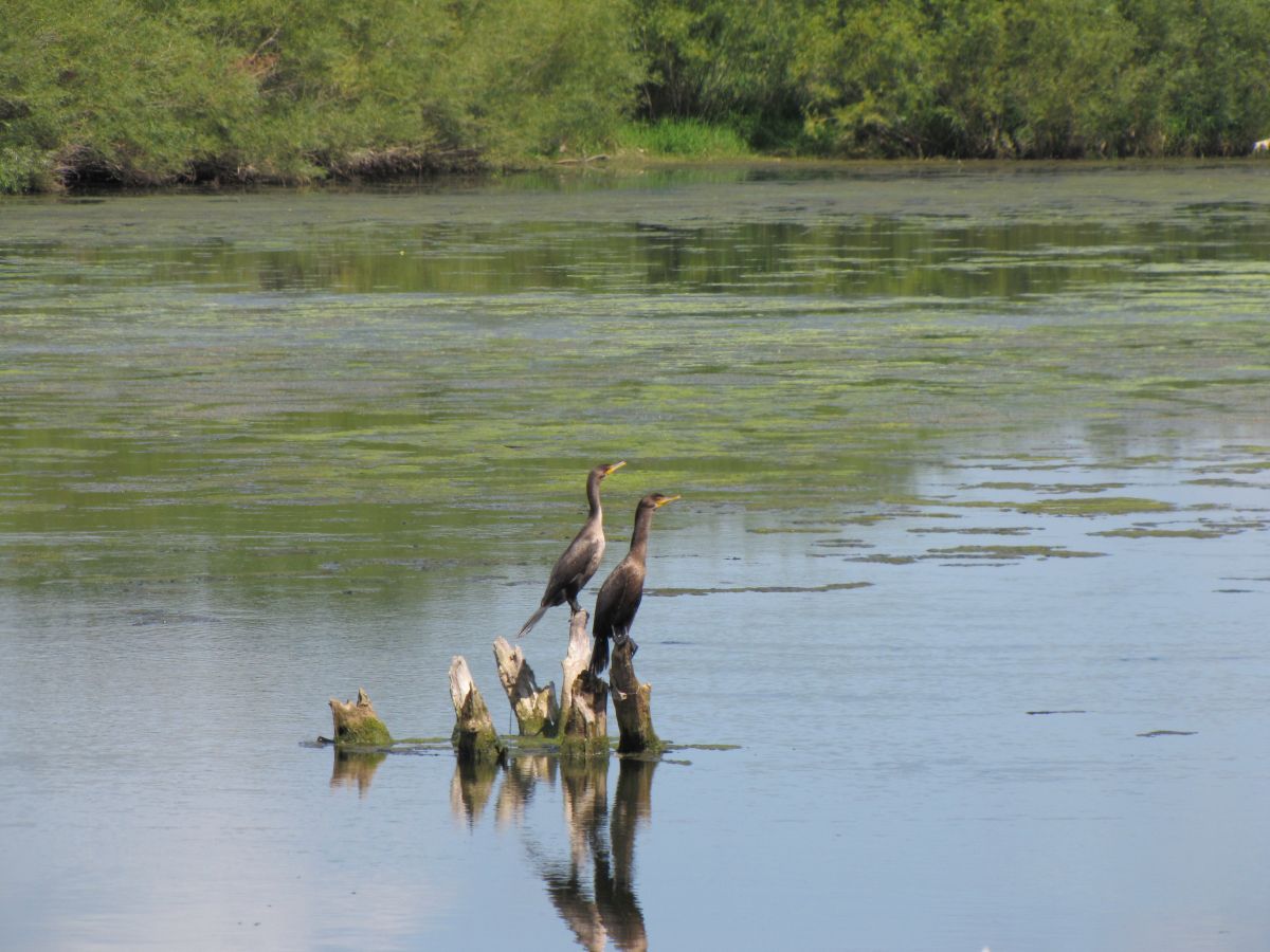 Bypass Basin Refuge