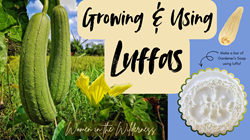 Women in the Wilderness: Growing & Using Luffas