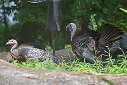 Turkey Talk!
