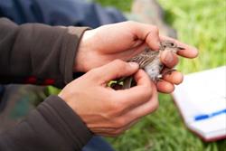 Fall Bird Banding