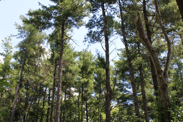 Pine trees