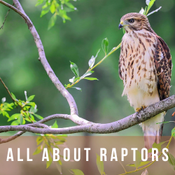 All About Raptors!