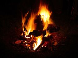 Campfire & Creatures