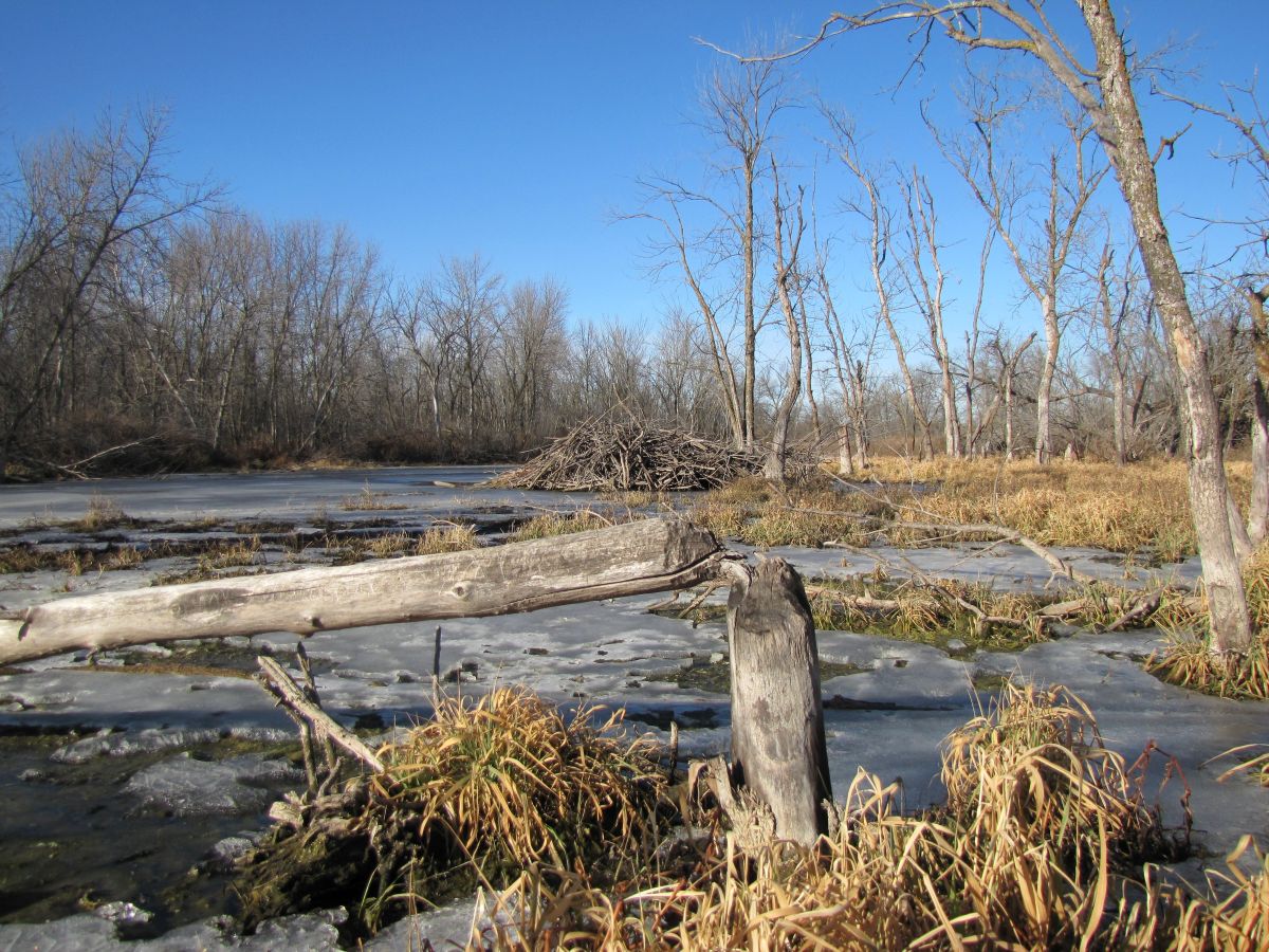 Ackerson-Easterly Wildlife Area