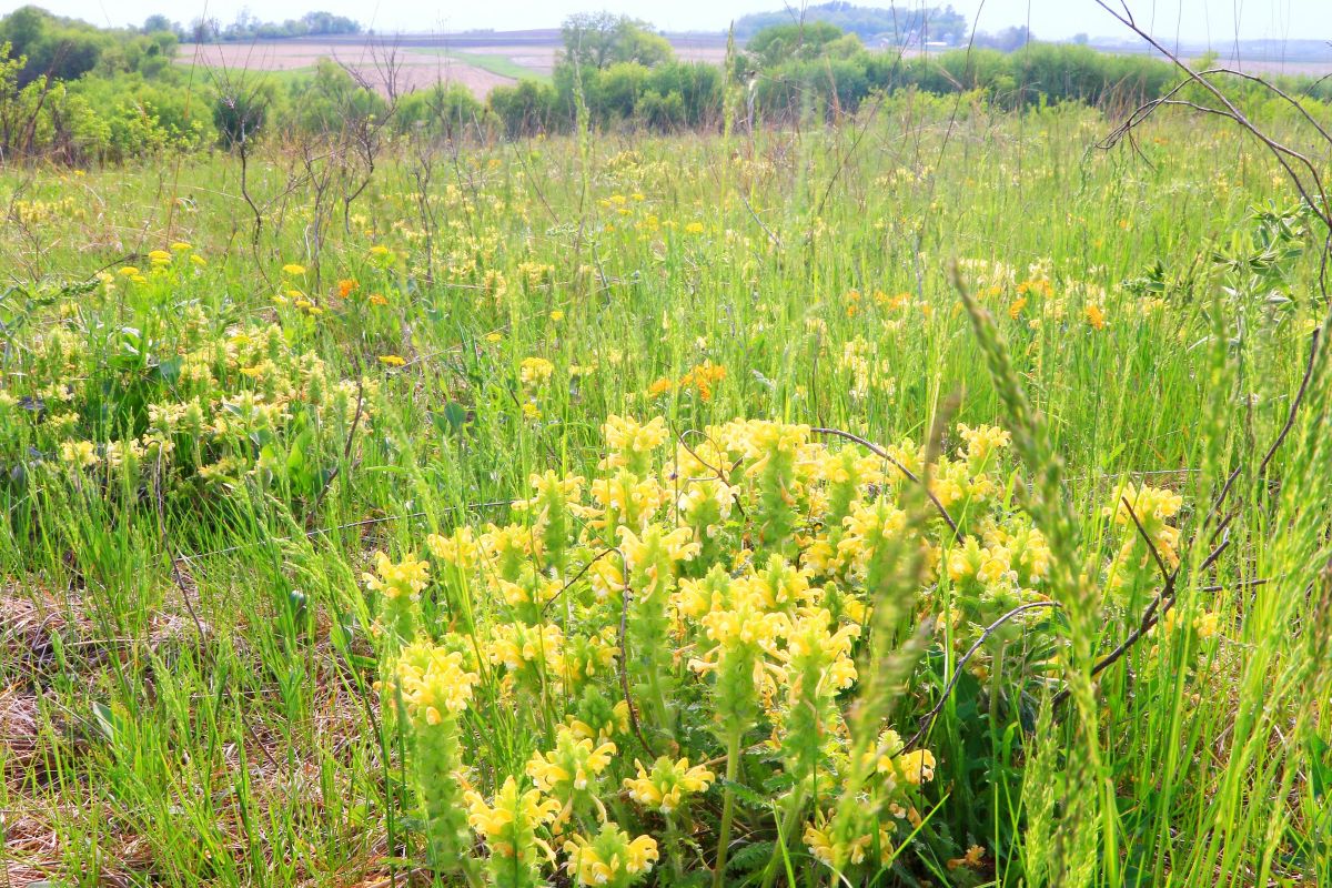 Wood betony blooming at Ludwig Preserve