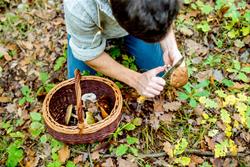 Fall Foraging