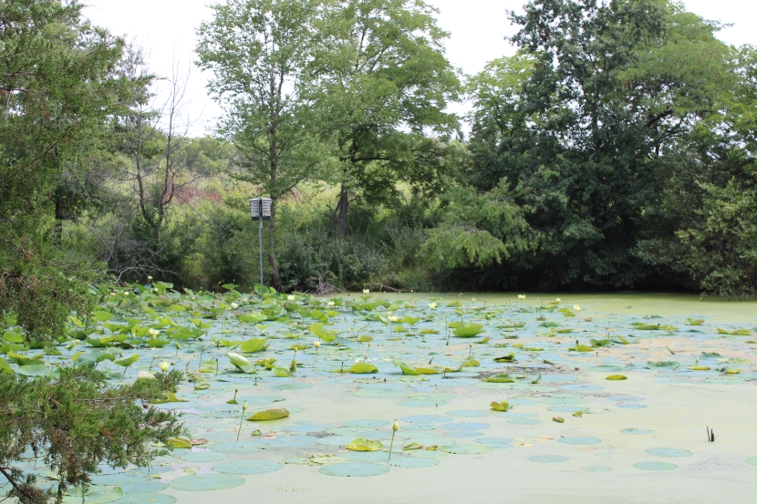 Lower pond