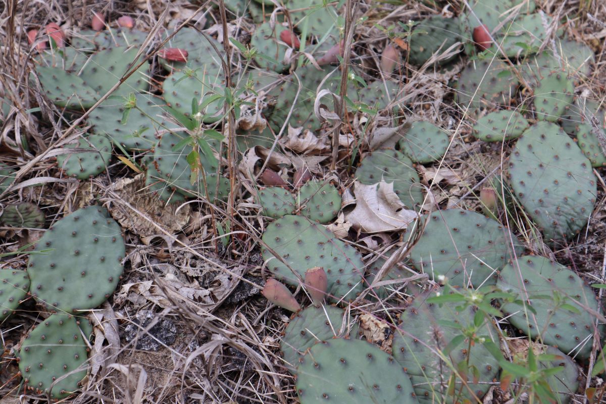 Prickly Pear Cactus 