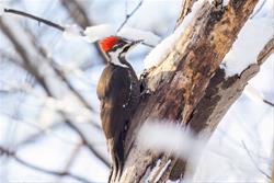 ECO-EXPLORERS: WINTER WOODPECKERS AND FRIENDS